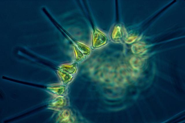 全球變暖導致深海浮游植物的生長模式發(fā)生了重大變化(圖1)